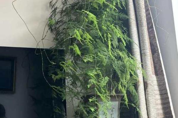 风水价值，为啥家里不能养文竹