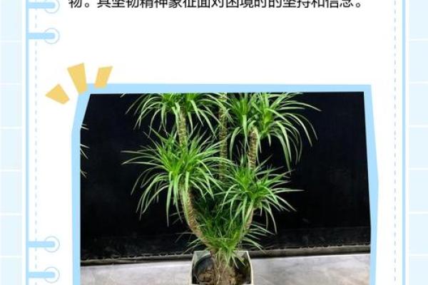 龙血树的寓意与风水作用