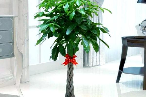 办公室风水绿植选择有哪些可以带来财运