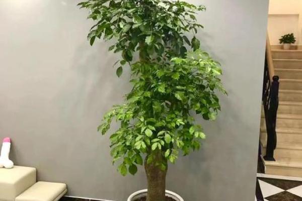 办公室风水绿植选择有哪些可以带来财运