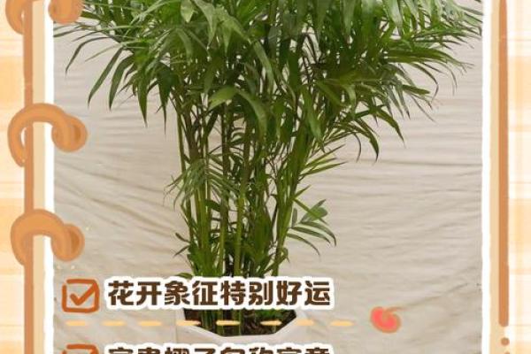 富贵椰子的风水寓意