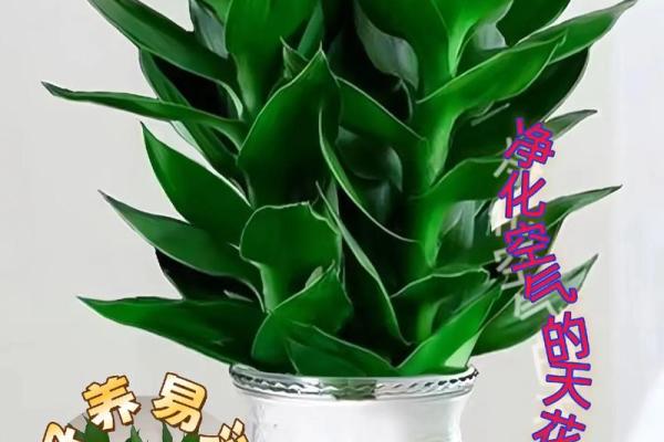 绿萝风水_进门看绿植好吗