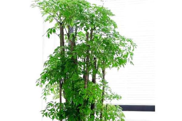 如何通过养植物改善室内风水