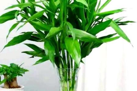 如何通过养植物改善室内风水