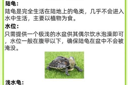 住宅养龟风水禁忌有什么说法作用