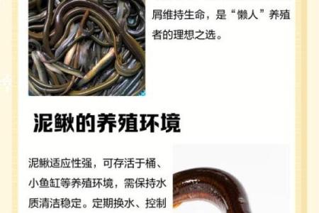 养泥鳅风水攻略