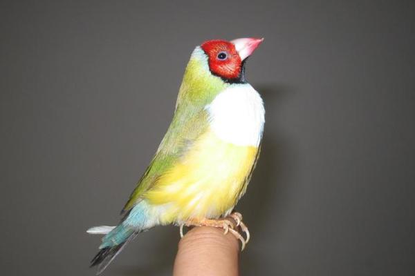 七彩文鸟风水