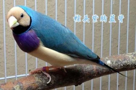 七彩文鸟风水
