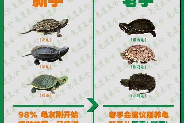 乌龟一般养几只吉利养龟风水养单数还是双数好