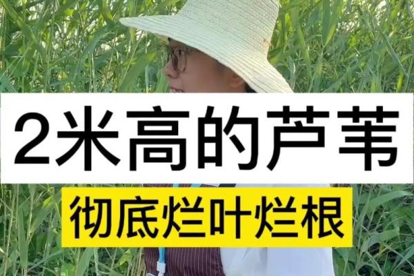 芦苇风水讲解