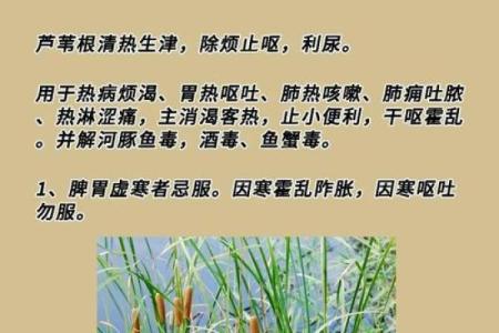 芦苇风水讲解