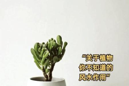 办公室风水植物_老板的办公室要放什么植物
