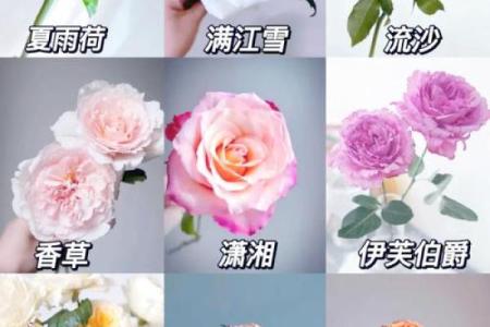 12星座最喜欢的玫瑰花是哪种