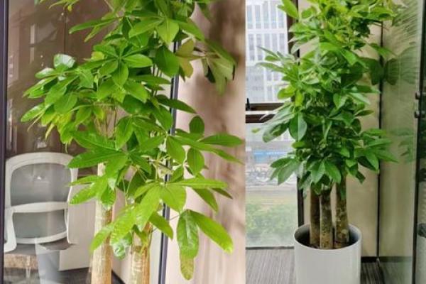 办公场所摆放植物的风水讲究