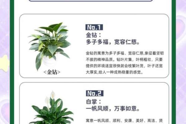办公场所摆放植物的风水讲究