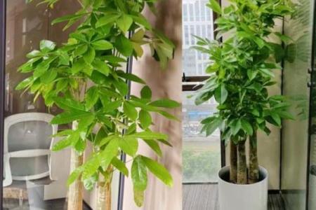 办公场所摆放植物的风水讲究
