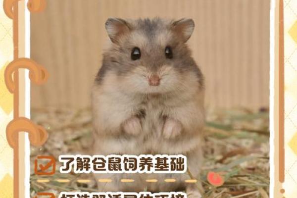 家里养仓鼠对风水好吗