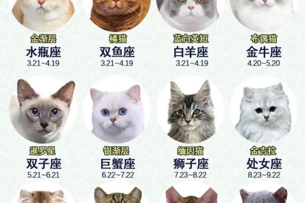 12星座射手座适合养什么猫