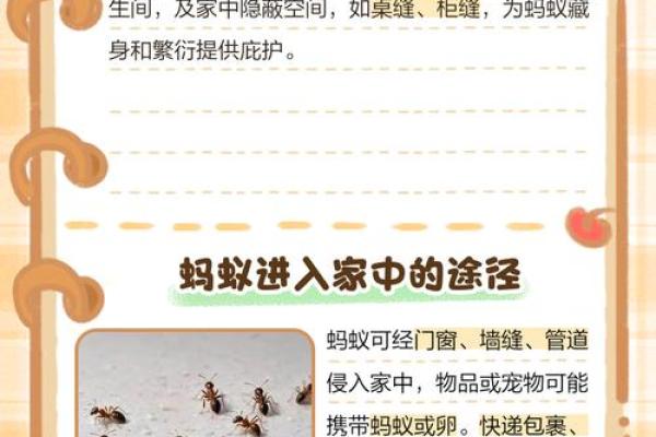 家里有蚂蚁风水上预示什么