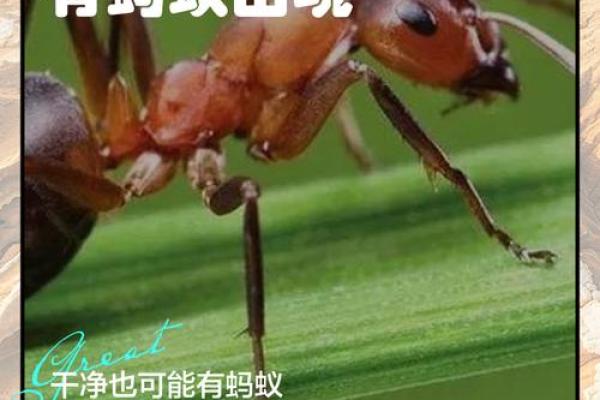 家里有蚂蚁风水上预示什么