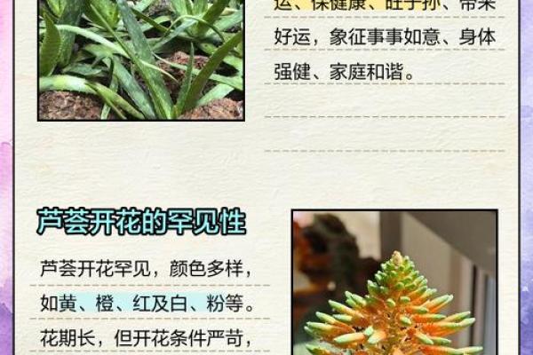 芦荟的风水作用