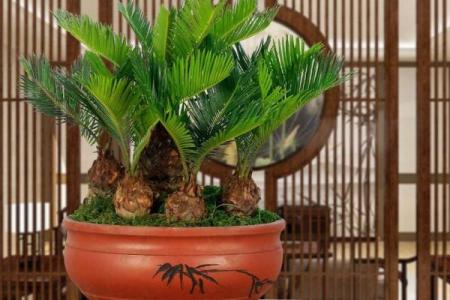 房子外种什么植物更好风水