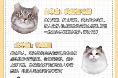每个星座都有自己专属的猫吗