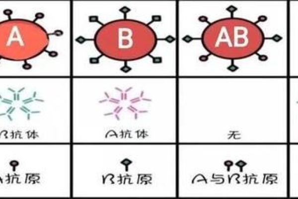 血行都有什么血型 血行的血型有哪些
