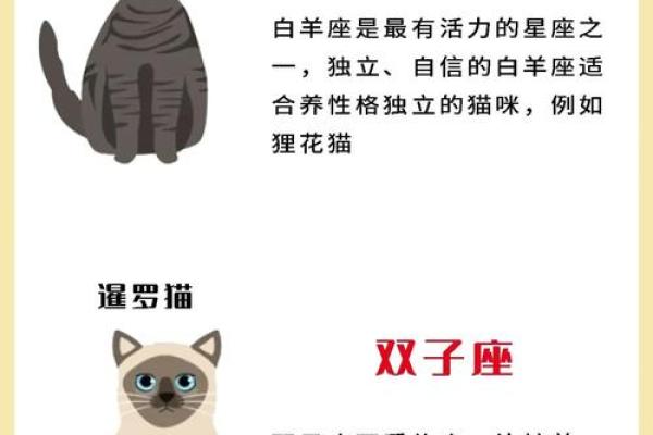 十二星座养什么猫适合
