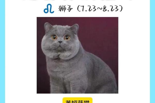 十二星座养什么猫适合