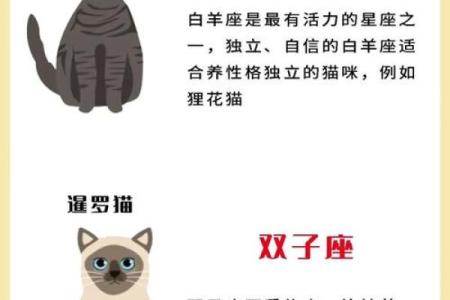 十二星座养什么猫适合