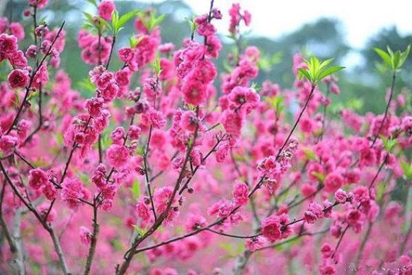 浅谈桃花运，风水不好容易出轨