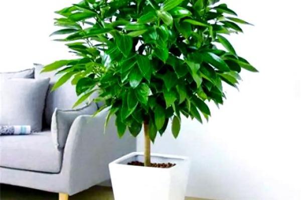 植物风水也有重要作用 推荐几种旺宅的植物