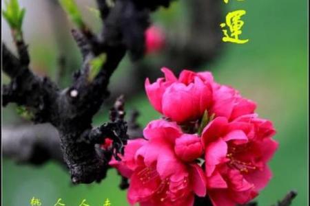 浅谈桃花运，风水不好容易出轨