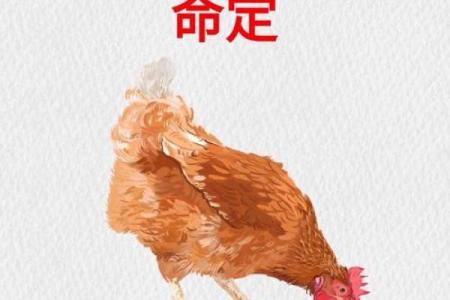 生肖属鸡的最佳求财方位 桃花方位