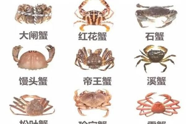 哪个星座的人最喜欢吃螃蟹