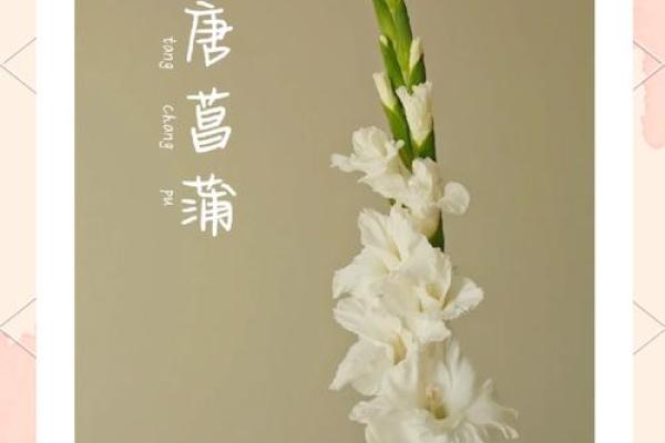 唐菖蒲在风水中有何作用