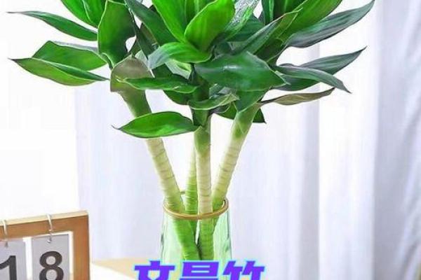 如何避免富贵竹风水禁忌影响财富进入