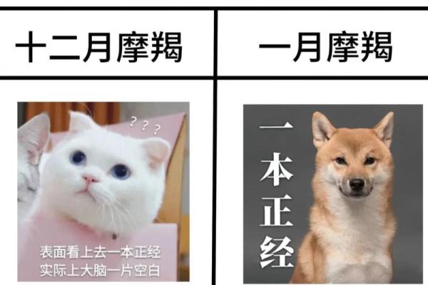 把摩羯座吃得死死的星座 摩羯座搞不定的星座