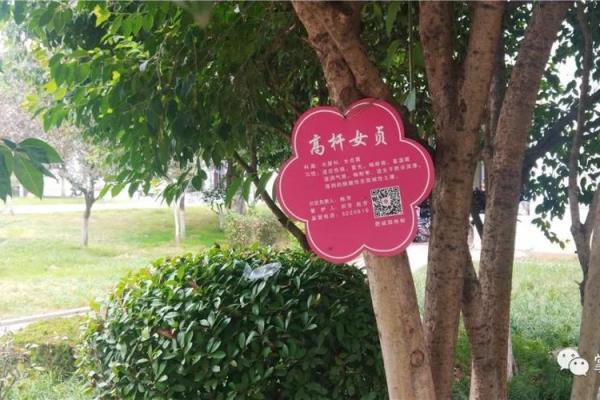 以百科解析，哪个生肖被以枣树代表？