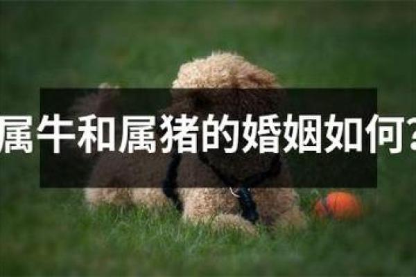 属猪男和属牛女的婚姻怎么样 属猪男和属牛男配对指数