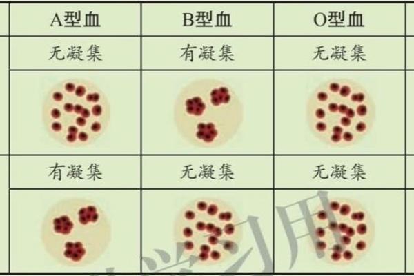 成功人士最多的血型