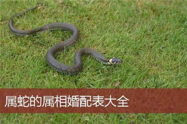 属蛇的女人和什么属相最配对 属蛇的女人和什么属相最配婚姻