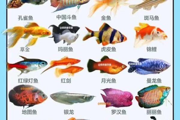 家里养鱼也是有一些风水禁忌的