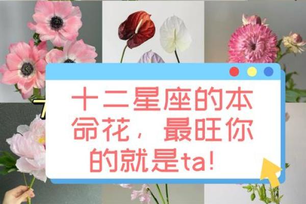 十二星座分别代表的花都有哪些呢
