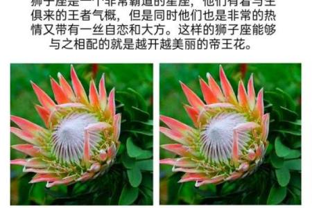 十二星座分别代表的花都有哪些呢