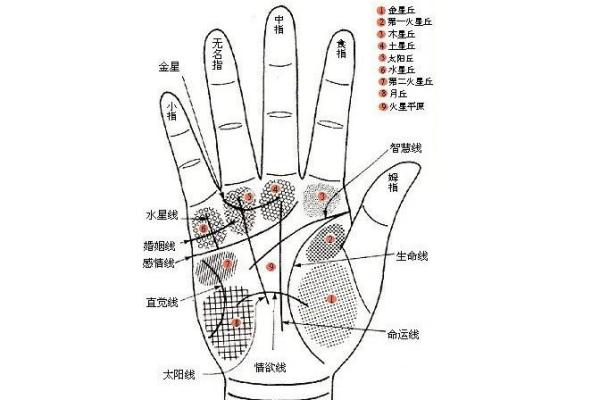 《手相学习百科》：手纹看旅游和迁徙