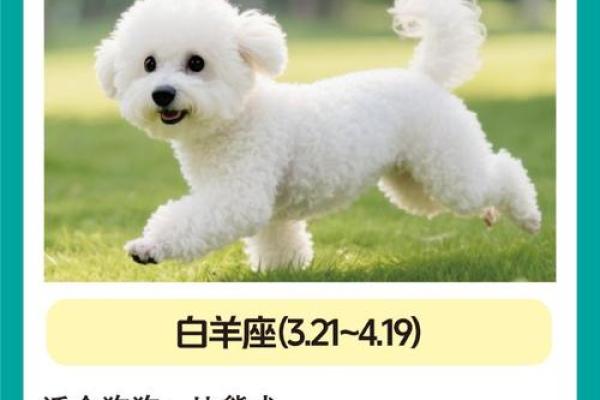 12星座适合养的什么狗