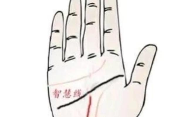 《手相学习百科》：智慧线