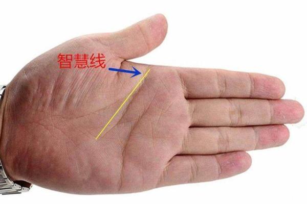 《手相学习百科》：智慧线